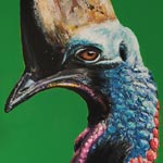 Casoar (60 x 80 cm) - 09/2020